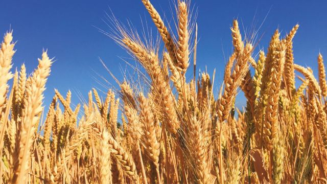 El Gobierno celebró los números de las cosechas de trigo, girasol y cebada