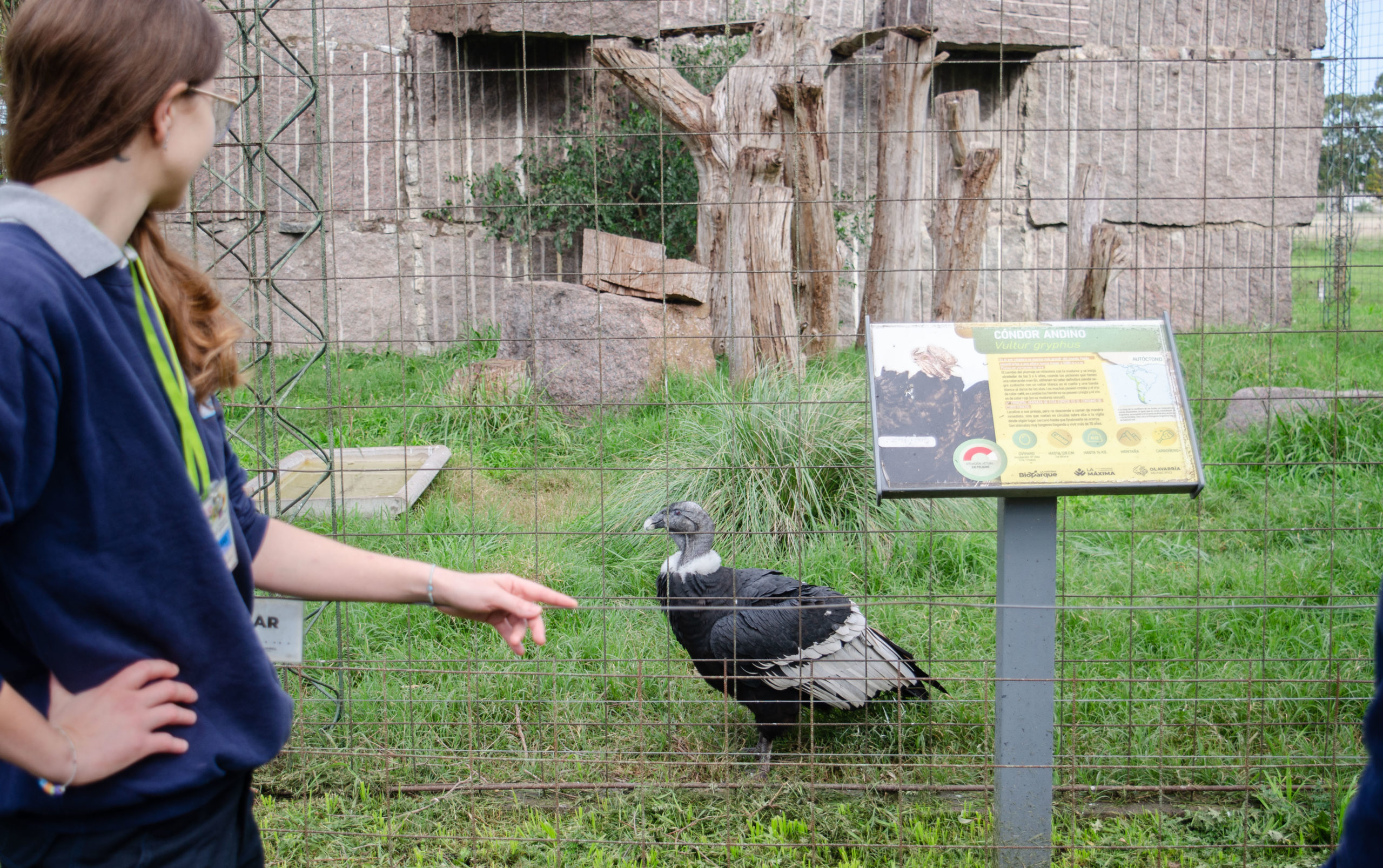 El cóndor andino nacido en el Bioparque Municipal llevará el nombre de “Wamani”