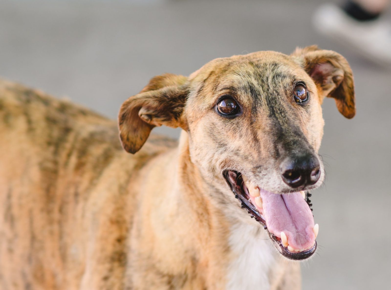 Campaña de Adopción de Animales: Este jueves Bromatología presenta a Anastasia