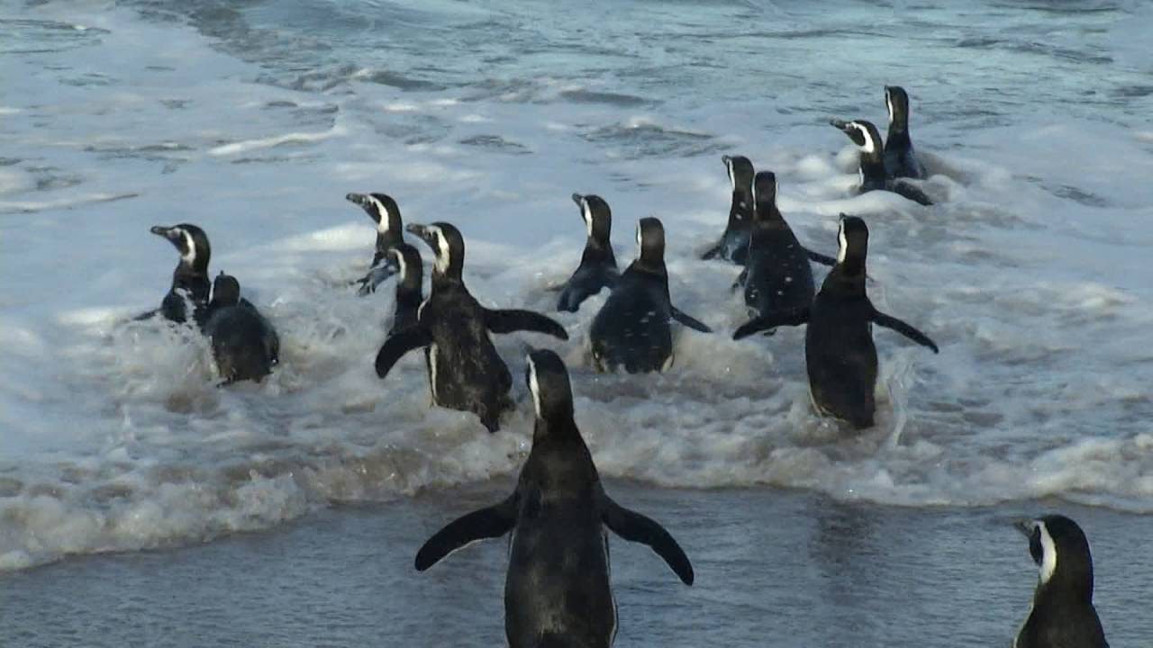 Se llevó adelante una emotiva “suelta de pingüinos” rescatados y rehabilitados en la costa bonaerense
