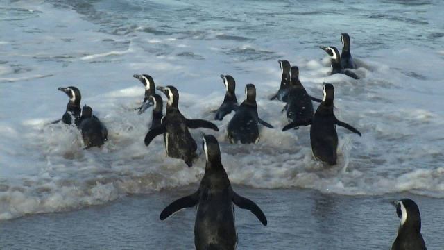 Se llevó adelante una emotiva “suelta de pingüinos” rescatados y rehabilitados en la costa bonaerense