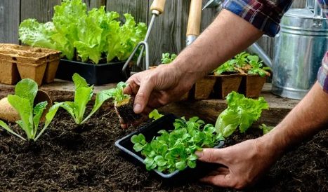 Se desarrollará un nuevo Taller de Huerta destinado a instituciones