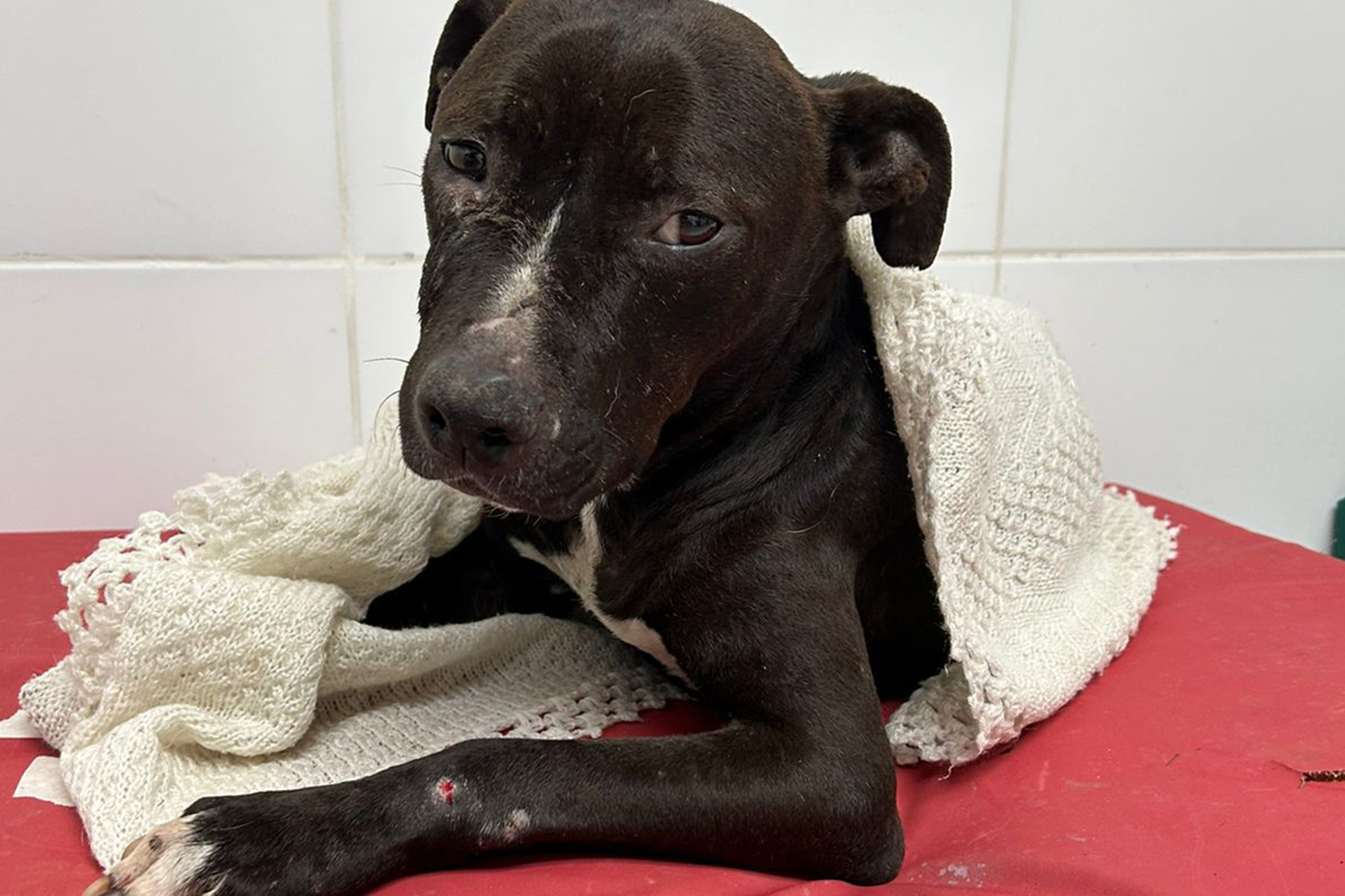 Bromatología busca una familia para "Rosita" en este Jueves de Adopciones