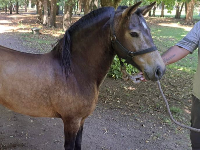 Personal de Protección Ciudadana intervino ante un caballo suelto frente al ex Colegio Nacional