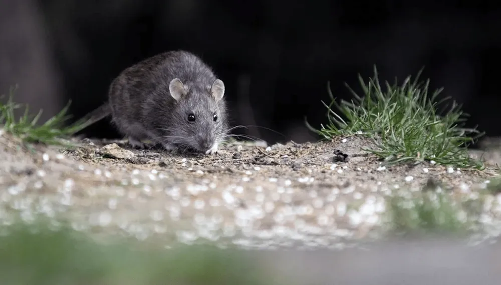 Hantavirus: Murió una nena de 10 años en General Belgrano y son cuatro las víctimas
