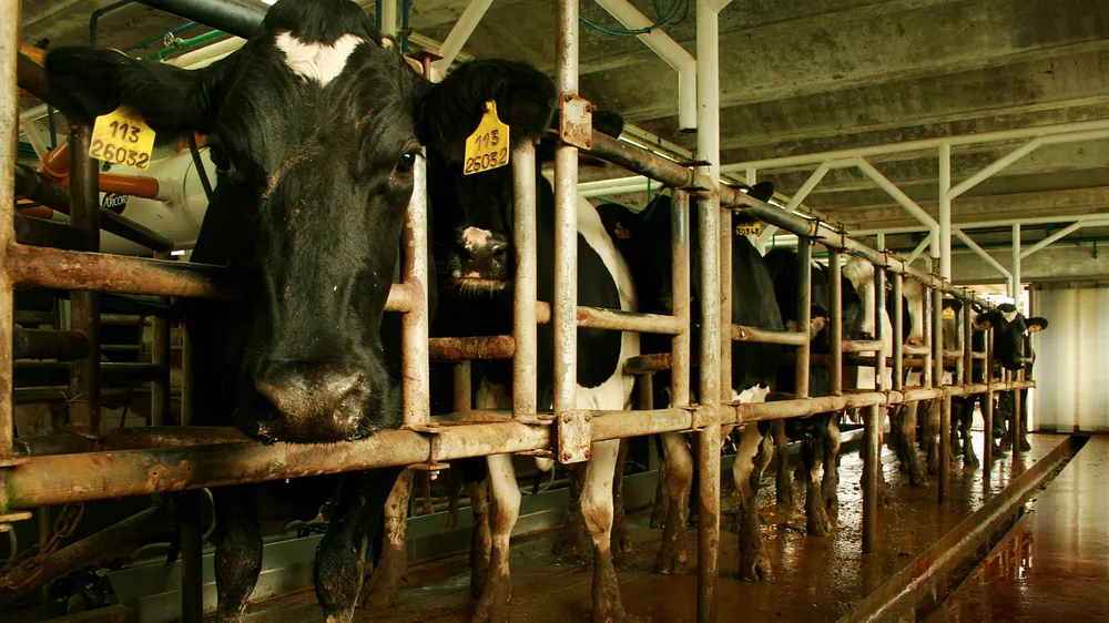 Tambos: En 2025 creció 8% la producción bonaerense y esperan un 2026 con una suba moderada