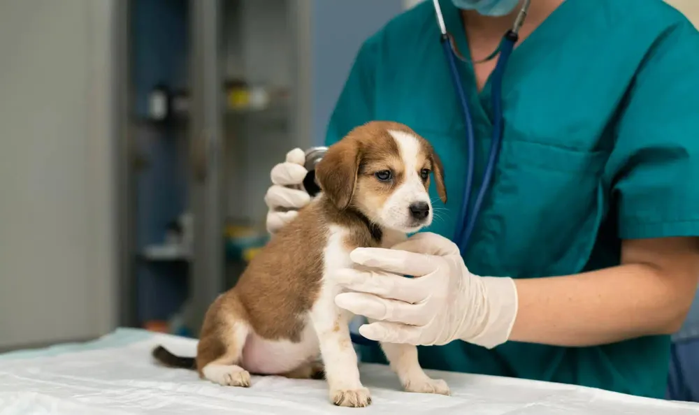 Crecen las prepagas para animales: En Argentina, 8 de cada 10 hogares tienen mascotas