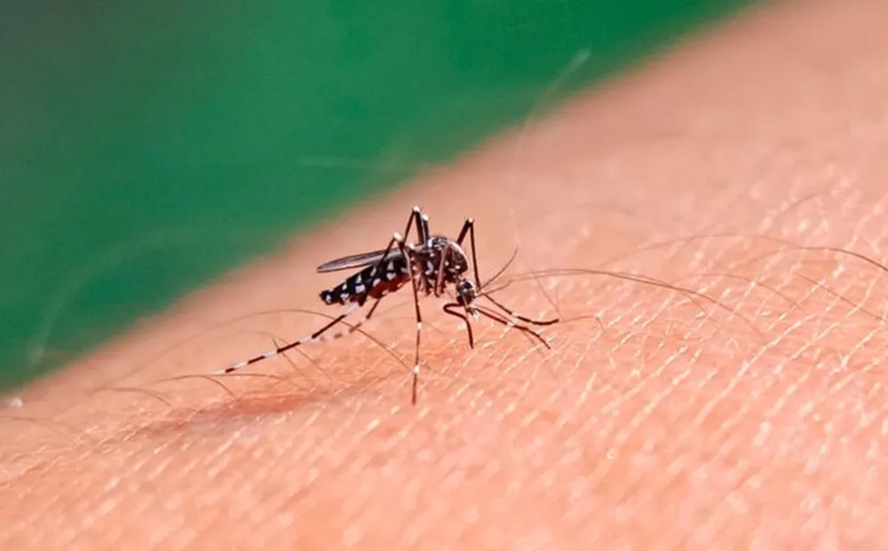 Dengue: Se confirmaron dos nuevos casos, uno de ellos en Morón