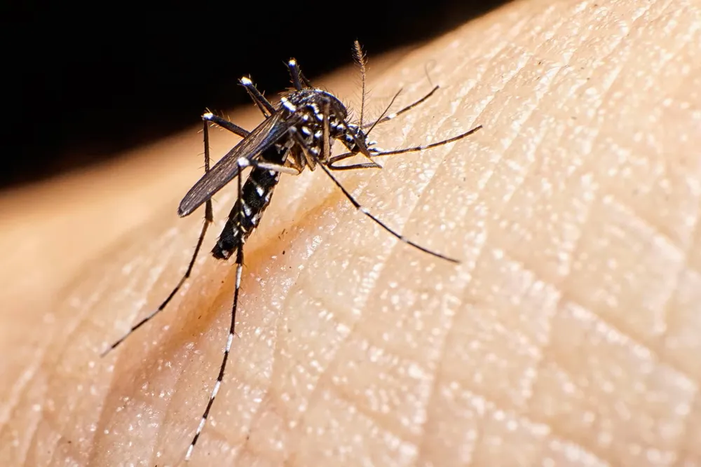 Sigue la alerta por Fiebre Chikungunya: Hay 268 casos nuevos, 28 en la Provincia de Buenos Aires