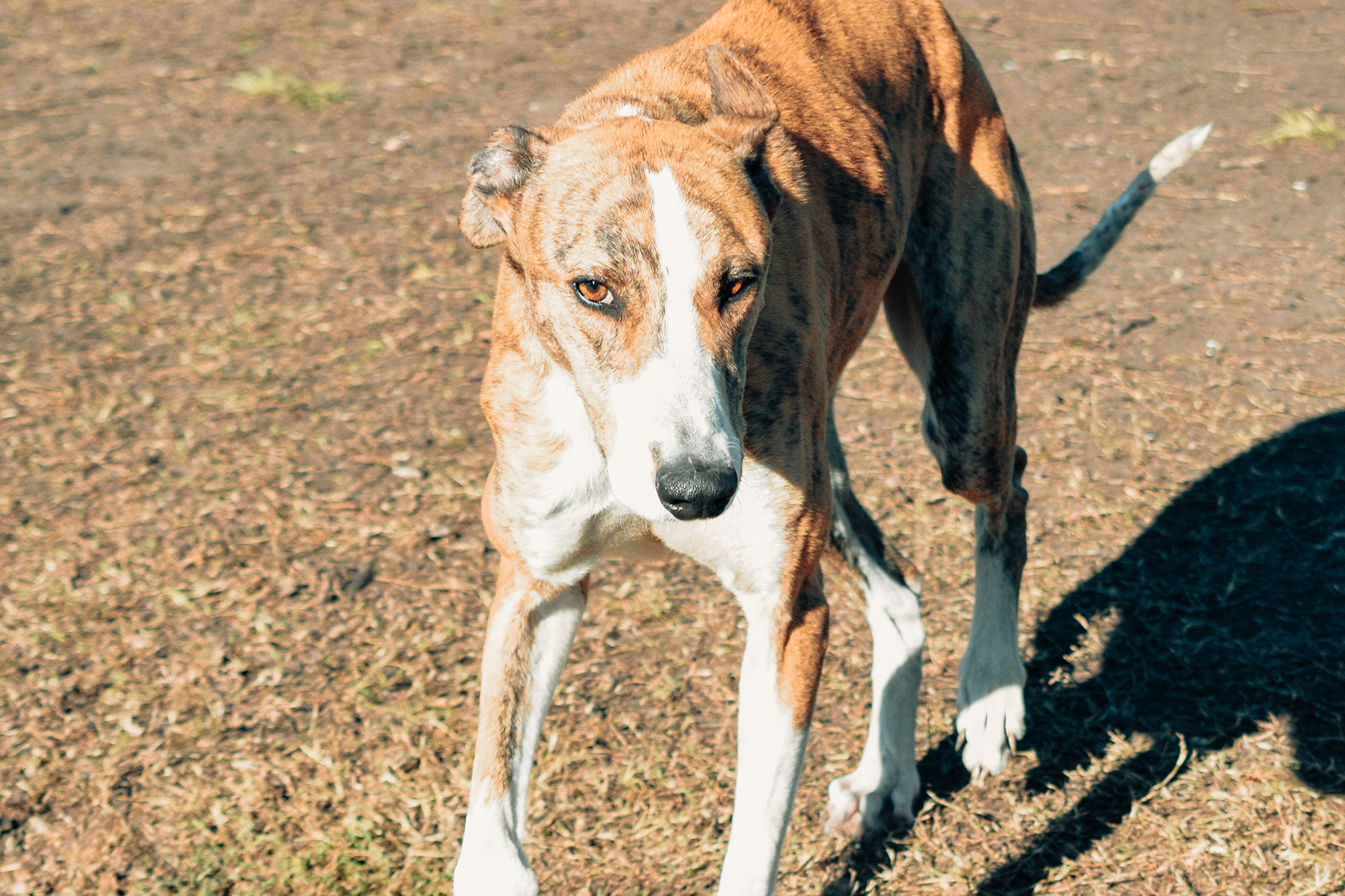 Jueves de Adopciones: Se busca un hogar definitivo para Titán