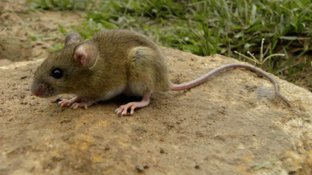 Alerta Hantavirus: Repunte de casos y fallecidos confirman un brote no estacional