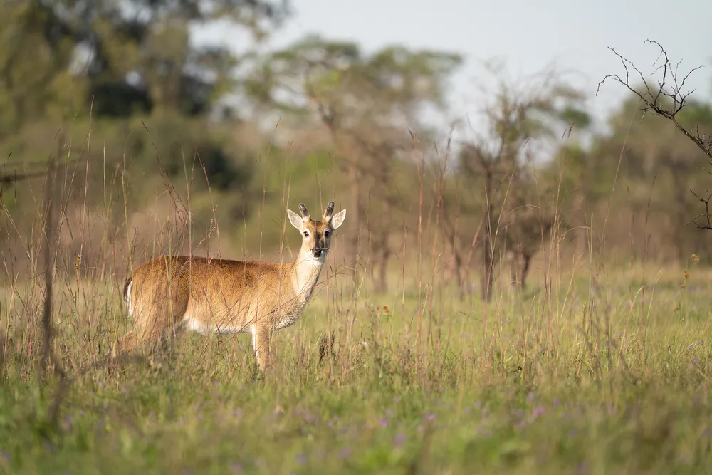 Autorizan la caza controlada de jabalíes para proteger al venado de las pampas